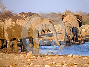 Elephants at waterhole - Etosha National Park - Namibia