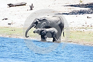 Elephants at waterhole horseshoe, in the Bwabwata National Park, Namibia