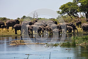 Elephants at waterhole horseshoe, in the Bwabwata National Park, Namibia