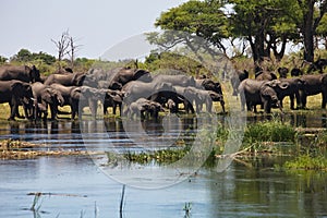 Elephants at waterhole horseshoe, in the Bwabwata National Park, Namibia