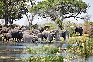 Elephants at waterhole horseshoe, in the Bwabwata National Park, Namibia