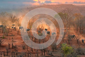 Elephants at a waterhole on sunset