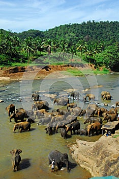 Elephants at the watering