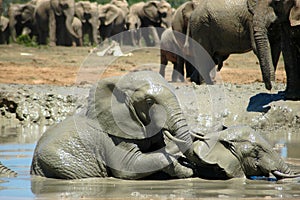 Elephants in watering hole