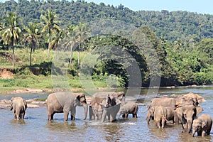 Elephants on a watering place