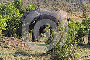 Elephants wild Africa