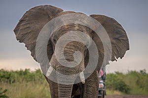 Elephants in the Wild in Kwazulu Natal photo