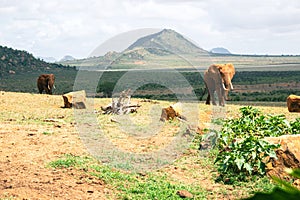 Elephants in the wild at Tsavo East National Park in Kenya
