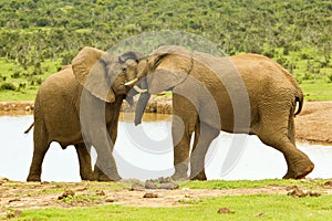 Elephants wrestling at a water hole