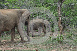 Elephants in Yala National Park, Sri Lanka