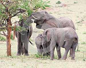 Elephants with young eating acacia tree grass