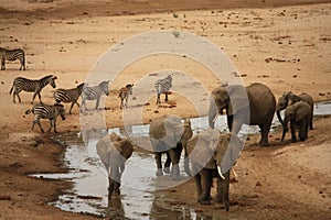 Elephants and zebra, safari Tanzania