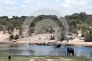 Elephants and zebras on Boteti River in Makgadikgadi Pans Nation