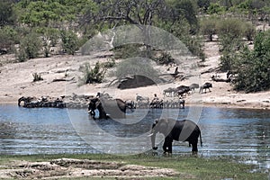 Elephants, zebras and wildebeest on Boteti River in Makgadikgadi Pans National Park, Botswana