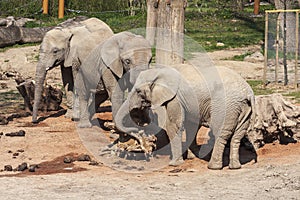 Elephants in the zoo