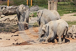 Elephants in the zoo