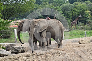 Elephants in a zoo