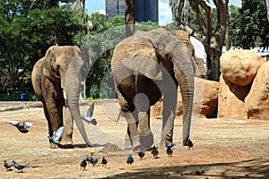 Elephants in the Zoo