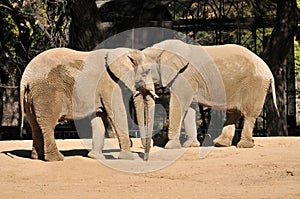 Elephants in a zoo