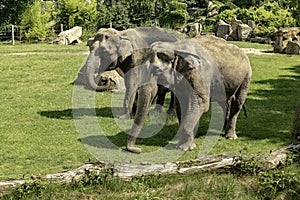 Elephants in a zoo covered in greenery under the sunlight