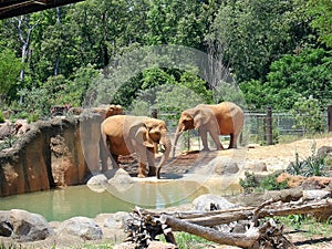 Elephants at zoo photo