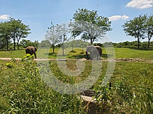 Elephants, zoo, momma and baby