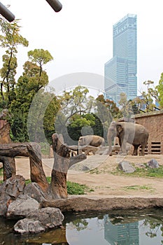Elephants - zoo of Osaka - Japan