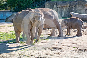 Elephants in a zoo outdoors