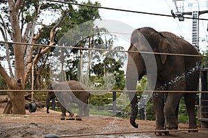 Elephants in Zoo in Sydney