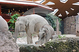 Elephants, Zurich Zoo