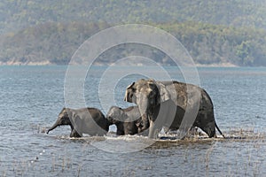 ElephantsDrinking water in Ramganga River