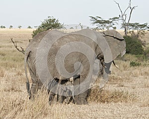 Elephantss mother and baby photo