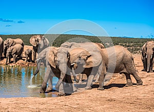 Elephantâ€™s herd at water hole, South Africa