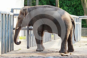 The elephas maximus