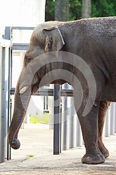 The elephas maximus