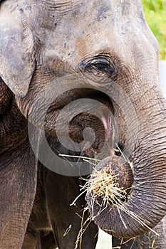 Elephas maximus / The Asian elephant or Asiatic elephant - ZOO