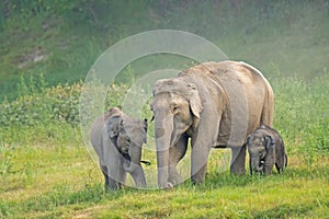 Elephas maximus: Elephant mother grazing with baby elephants in an Indian forest.
