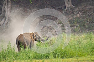 Elephas maximus: Wild elephant grazing in an Indian forest, Jim Corbett National Park.