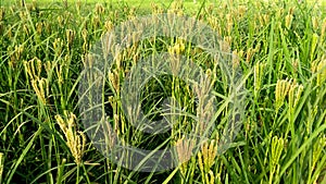 Eleusine coracana finger millet ragi crops