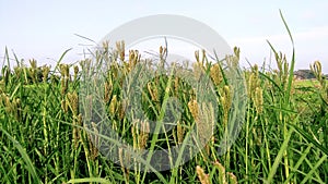 Eleusine coracana finger millet ragi crops snap