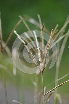 Eleusine indica (Indian goosegrass, yard grass, goosegrass, wiregrass, crow foot grass, lulangan).