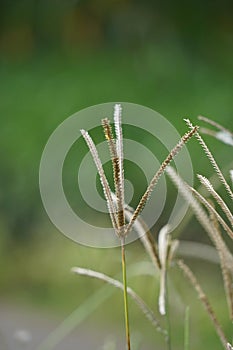 Eleusine indica (Indian goosegrass, yard grass, goosegrass, wiregrass, crow foot grass, lulangan).