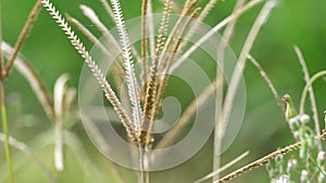 Eleusine indica (Indian goosegrass, yard grass, goosegrass, wiregrass, crow foot grass, lulangan).