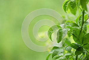 Eleutherococcus trifoliatus trees on nature background