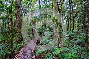 Elevated footpath in the Waipoua Forest
