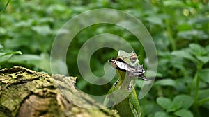 An elevated head of a green forest lizard with a Coconut beetle inside of the mouth