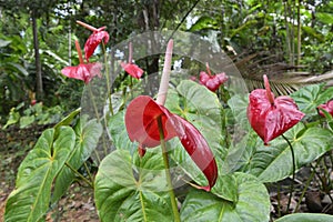 An elevated, large red Anthurium flower with a curved spathe in an Anthurium garden