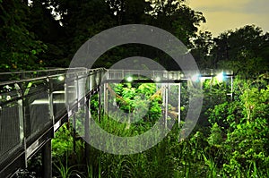 Elevated lit walkway with forested background