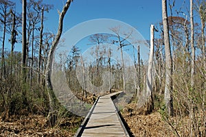 Elevated path at Fairview-Riverside State Park photo