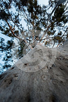 An elevated shot of Gum tree, Eucalyptus is a genus of over seven hundred species of flowering trees, shrubs or mallees in the photo